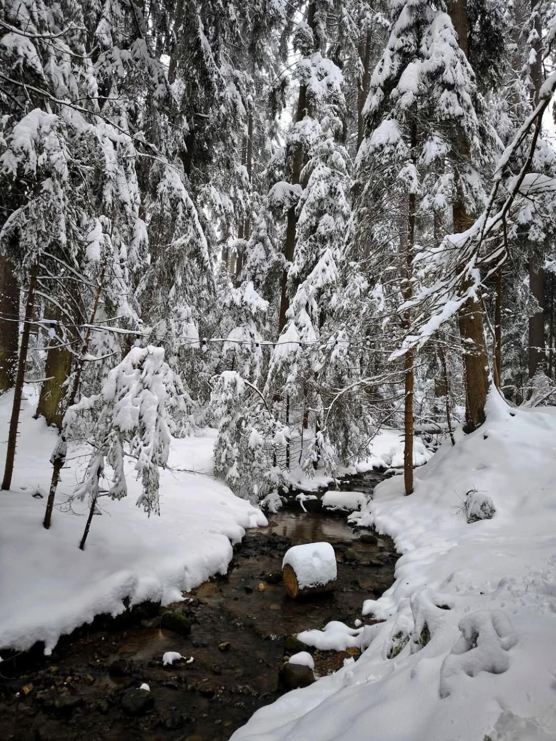 Mountain Studio Asp E63 Borovets Gardens Eksteriør billede
